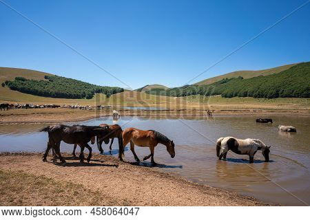 Pantani Di Accumoli, Wild Horses Bathing In Lake, Umbria, Italy. High Quality Photo