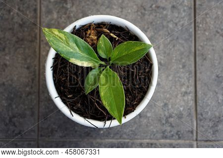 Young Anthurium Jenmanii Variegata Plant. Variegata Leaves.