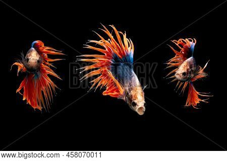 Crown Tail Betta, Siamese Fighting Fish, Blue And Orange Coloured Pla-kad ( Biting Fish) Three Actio