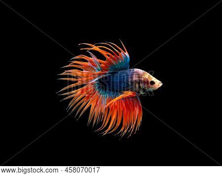 Crown Tail Betta, Siamese Fighting Fish, Blue And Orange Coloured Pla-kad ( Biting Fish) Thai Betta 