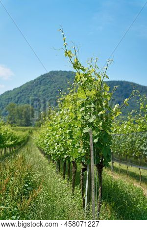 Traditional Wine Growing Near The Village Duernstein In The Wachau In Austria