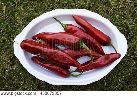 Thick Big Fresh Red Chilly Vegetable. Hot Red Cayenne Pepper Or Jalepeno Chili Used To Make Indian P