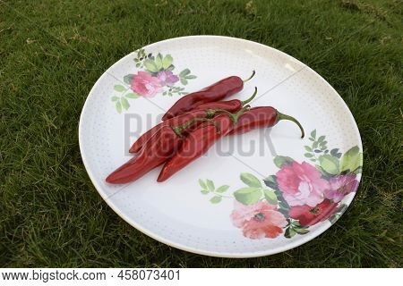 Thick Big Fresh Red Chilly Vegetable. Hot Red Cayenne Pepper Or Jalepeno Chili Used To Make Indian P
