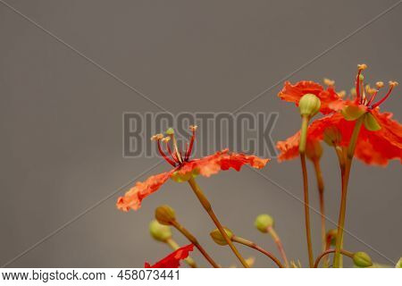 The Flower Of The Bauhinia Kockiana Korth Plant In Bloom Is Orange, Isolated On A Brown Background