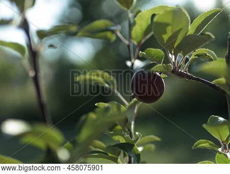 The Germ Of An Apple On A Branch On A Background Of Blurred Bush