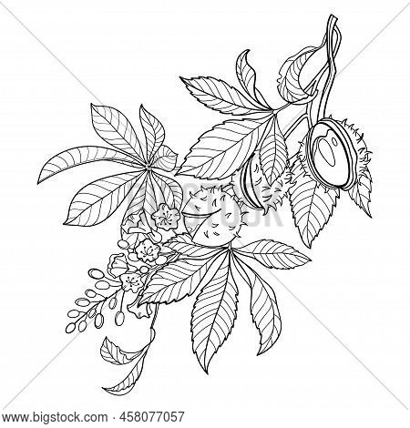 Vector Bunch Of Outline Buckeye Or Horse Chestnut Flower, Fruits And Leaf In Black Isolated On White