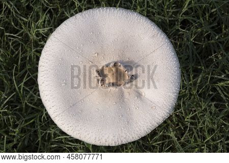 A Mushroom Has Opened Up To A Pie Plate Size And Glistent In The Early Morning Dew In A Yard In New 