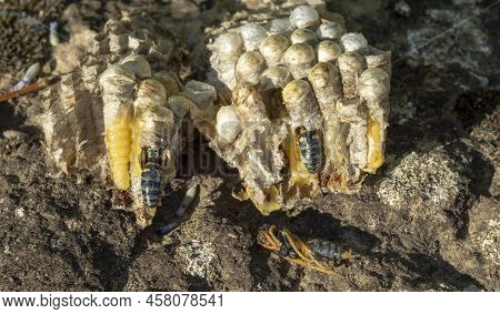 Wasp Nest Cross Section. Vespula Germanica Vespiary Close Up. Detail.