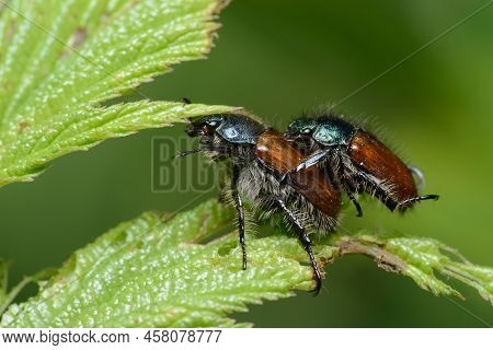 Garden Chafer (phyllopertha Horticola) Small Brown Hairy Beetle On A Leaf