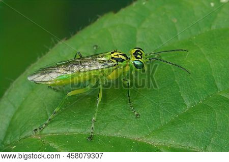 Closeup On A Green Sawfly , Rhogogaster Chlorosoma Sitting On A Leaf In The Forest