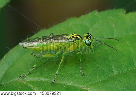 Closeup On A Green Sawfly , Rhogogaster Chlorosoma Sitting On A Leaf In The Forest