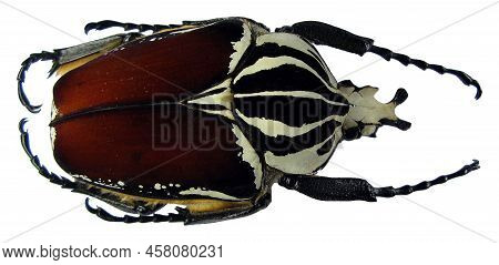 Beetle Isolated On White. Giant African Flower Beetle Goliathus Goliathus Macro. Cetoniidae. Coleopt