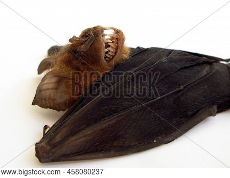 Real Tropical Bat Hipposideros Larvatus Bared Mouth, Fangs. Horror. Taxidermy. Halloween