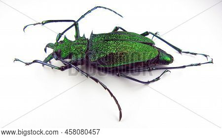 Unusual Metallic Green Iridescent Longhorn Beetle Psalidognathus Friendi Female Isolated On White. C