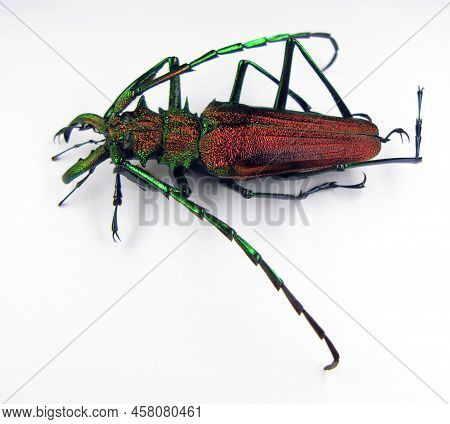 Beetle Isolated On White. Unusual Metallic Red Iridescent Longhorn Beetle Psalidognathus Friendi Mal