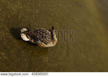 Mallard Duck Is Swimming In The Pond. The Duck Is Floating In The River And Look For Food. Migration
