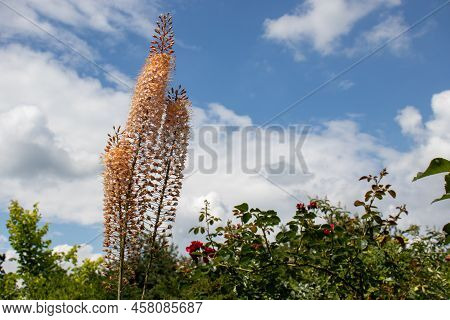 Eremurus Romance Shelford Salmon Pink Tall Flower In The Summer Garden