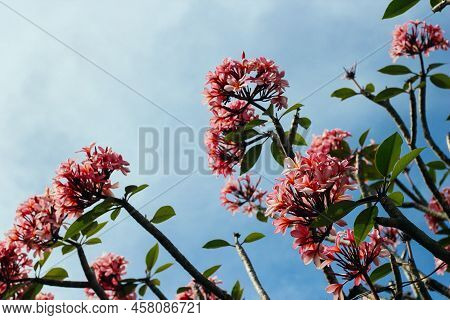 Meadow Flowers, Natural Beauty, Pink Flowers Blue Sky