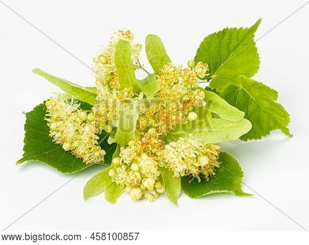 Linden Leaf And Flowers Isolated On White