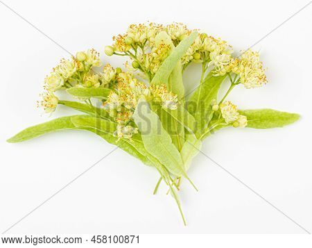 Linden Flowers With Leaves Isolated On A White Background. Limetree.