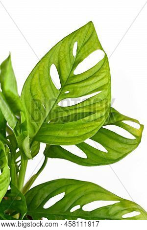 Leaf With Holes Of Tropical Houseplant With Botanic Name 'monstera Adansonii' On White Background