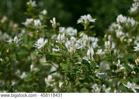 Frangula Alnus Flowering Bush, Blooming White Flower Close Up Detail, Dark Green Leaves Background.