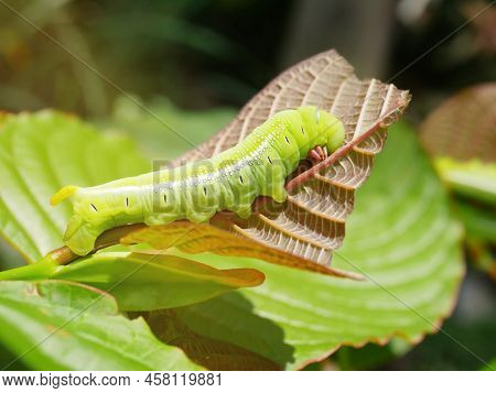Big Green Caterpillars. On The Leaves, The Pests Eat And Damage.
