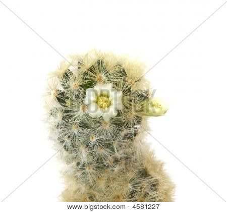 Studio Shot Cactus
