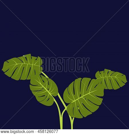 Vector Illustration Eps. Monstera Leaves And Branches. Pattern Of A Beautiful Ornate Monstera Tree, 