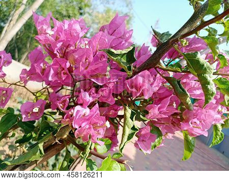 Bougainvillea Glabra, The Lesser Bougainvillea Or Paperflower.