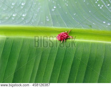 A Beautiful Red Mites On The Banana Leaf. Selective Focus.