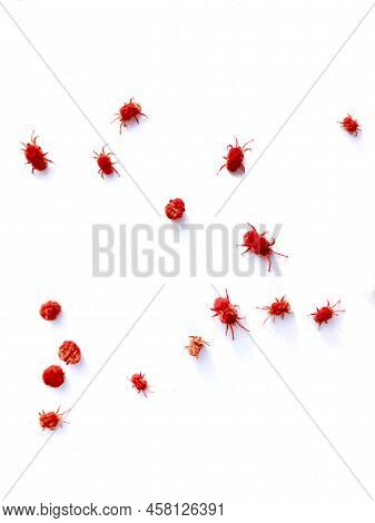 Beautiful Red Mites On White Background They Are Also Called Velvet Mites.l.