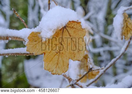 Yellow Autumn Leaf In The Snow Close-up Across Snowy Forest. Natual Background. Macro. Seasonal