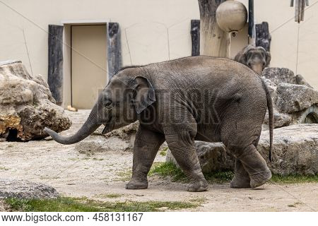 A Young Little Asian Elephant, Elephas Maximus Also Called Asiatic Elephant, Is The Only Living Spec