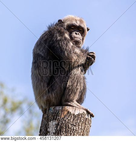 Common Chimpanzee, Pan Troglodytes, Popular Great Ape From African Forests And Woodlands, Kibale For