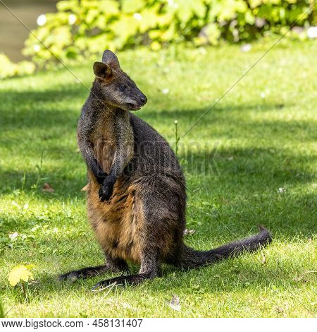Swamp Wallaby, Wallabia Bicolor, Is One Of The Smaller Kangaroos. This Wallaby Is Also Commonly Know