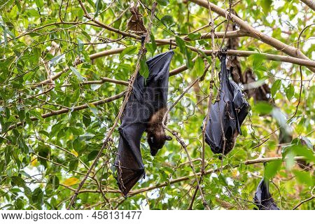 Straw-coloured Fruit Bat - Eidolon Helvum, Beautiful Small Mammal From African Forests And Woodlands