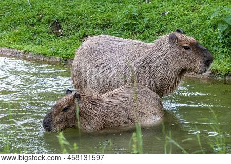 The Capybara, Hydrochoerus Hydrochaeris Is A Mammal Native To South America. It Is The Largest Livin