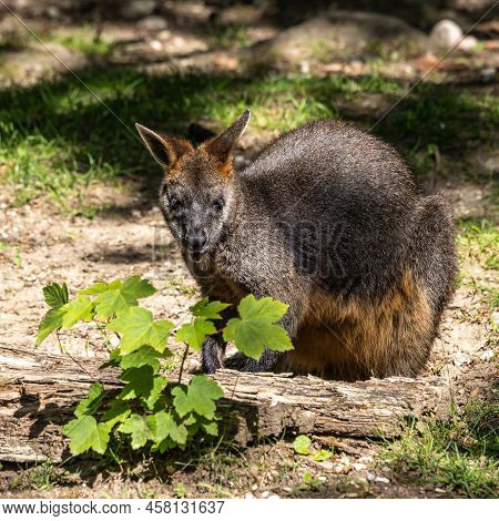 Swamp Wallaby, Wallabia Bicolor, Is One Of The Smaller Kangaroos. This Wallaby Is Also Commonly Know
