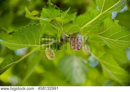 Close-up Of A Rope Berries Of White Mullbery (morus Alba) On The Tree