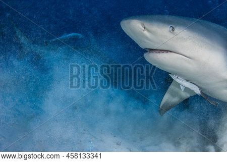 Head Of A Bullshark (carcharhinus Leucas) In A Silty Bottom