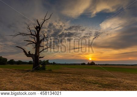 Old Trees In The Morning In Rogalin. Landscape Of Rogalin Park. Poland.