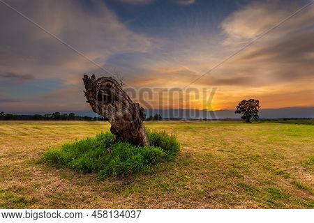 Old Trees In The Morning In Rogalin. Landscape Of Rogalin Park. Poland.