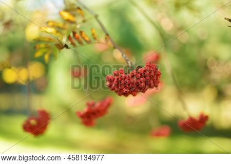 Rowan On A Branch. Red Rowan. Rowan Berries On Rowan Tree. Sorbus Aucuparia.