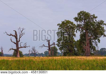 Old Trees In The Morning In Rogalin. Landscape Of Rogalin Park. Poland.