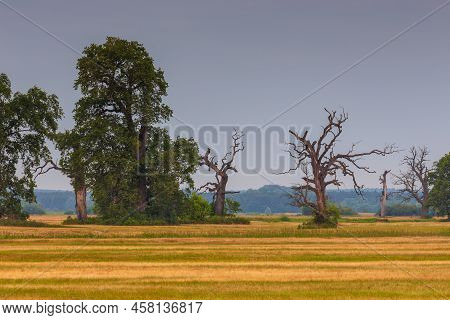 Old Trees In The Morning In Rogalin. Landscape Of Rogalin Park. Poland.