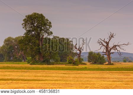 Old Trees In The Morning In Rogalin. Landscape Of Rogalin Park. Poland.
