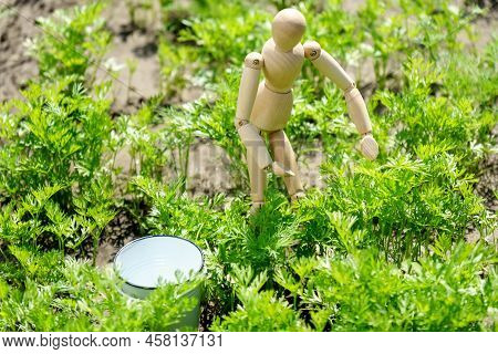 Growing Young Carrots In The Garden. Harvesting With A Wooden Dummy, Selective Focus