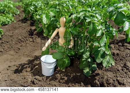 Potato Cultivation, Harvest Concept. The Concept Of Rural Life And Homemade Vegetables.