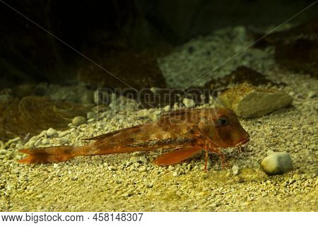 The Streaked Gurnard (trigloporus Lastoviza) In Aquarium.